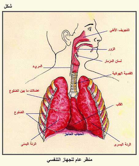 يزود الجهاز التنفسي الجسم بغاز