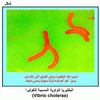     (Vibrio cholerae)