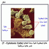      (T - Cytotoxic Cells)   